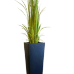 Gladiola Grass