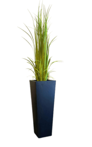 Gladiola Grass
